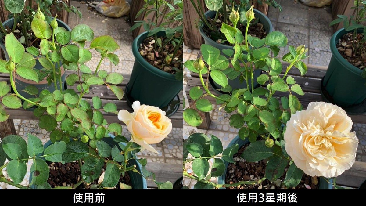 百多麗 - Plantonic 4合1有機植物營養精華 500ml 新加坡製造